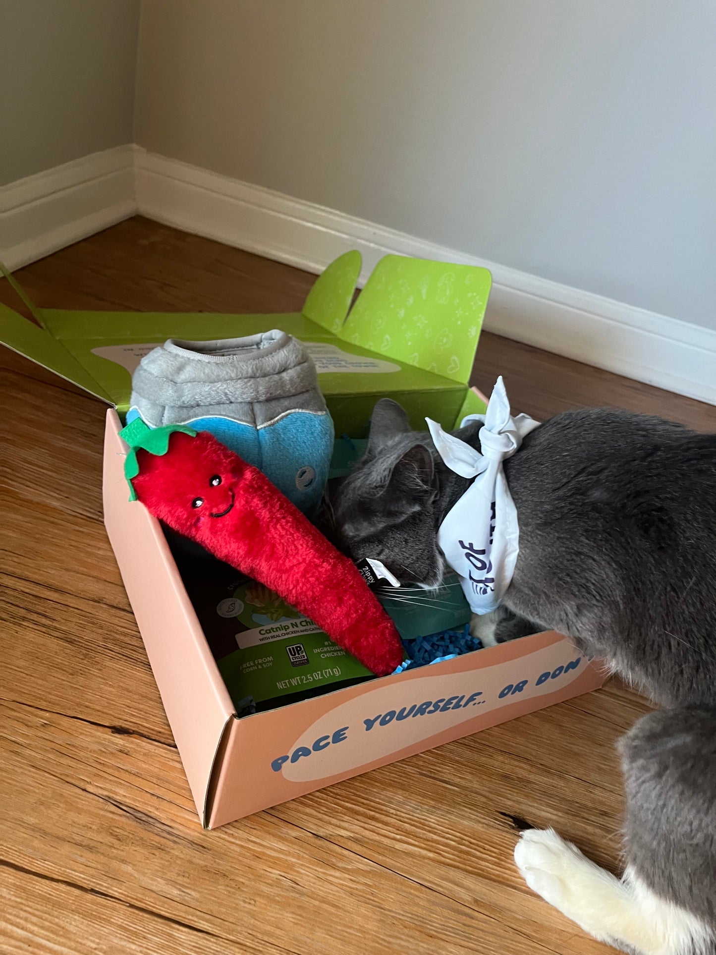 Pet of the Month Box (Cat)